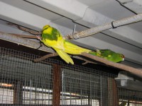 /album/kakarikis/tino-185-jpg1/